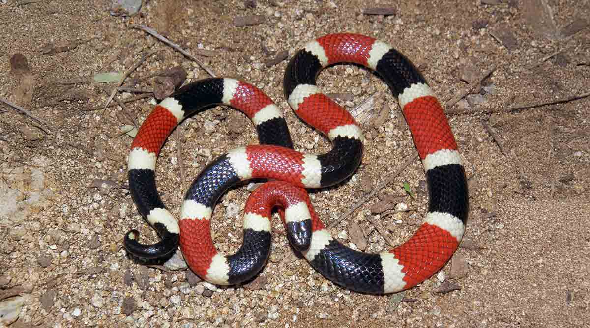 coral snake