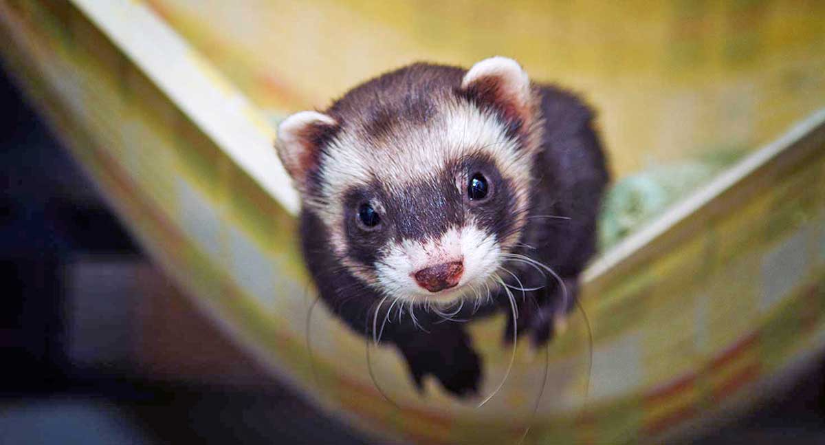 cute pet ferret