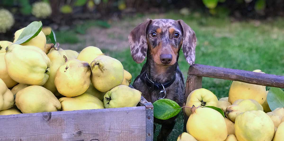 dachshund sits with pears