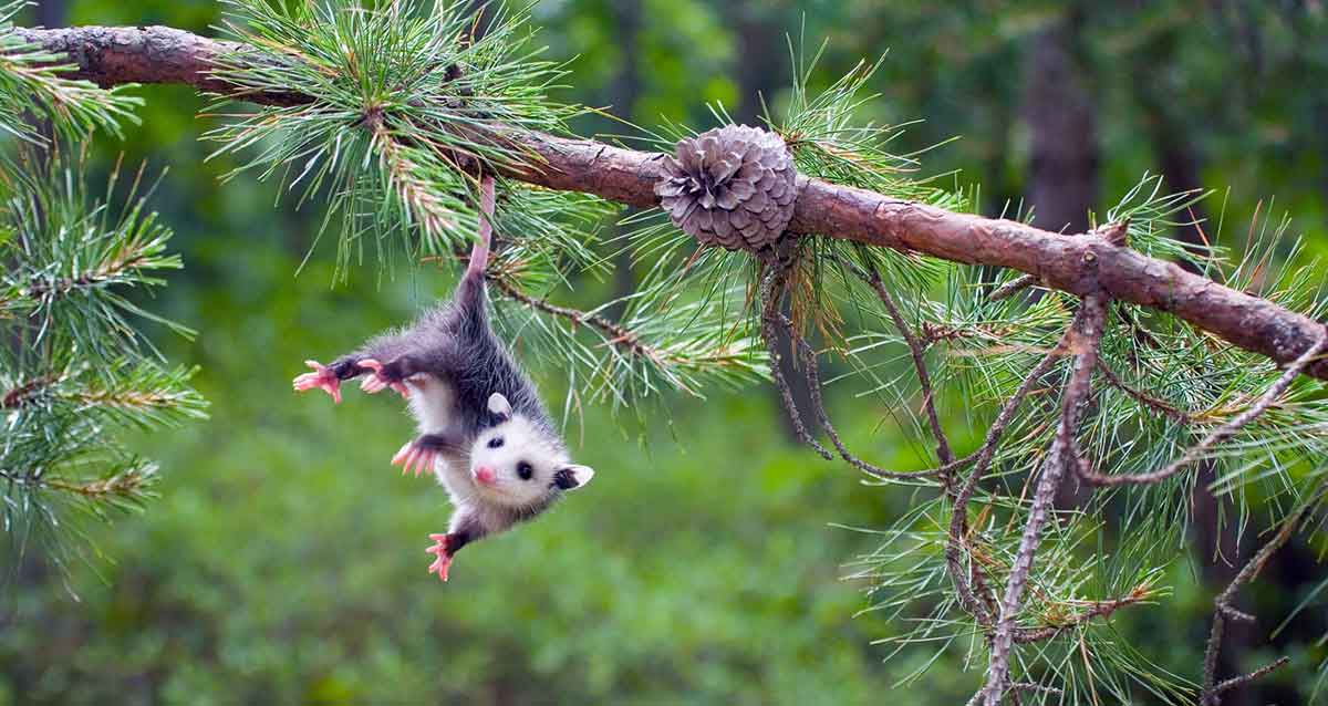 dangling baby possum