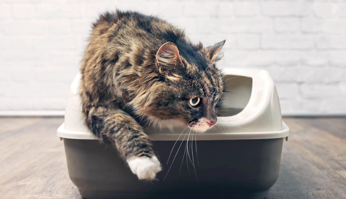 dealing with cat litterbox issues what to consider