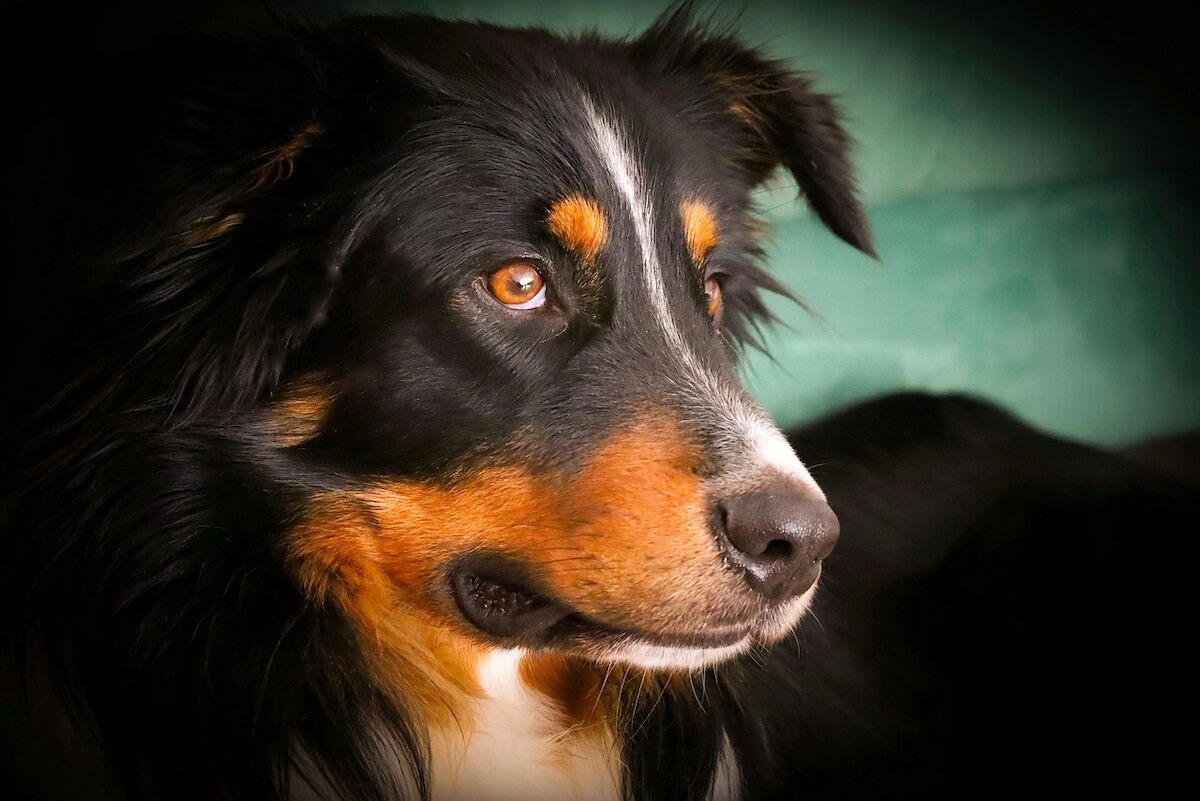 A close up of a miniature American shepherd