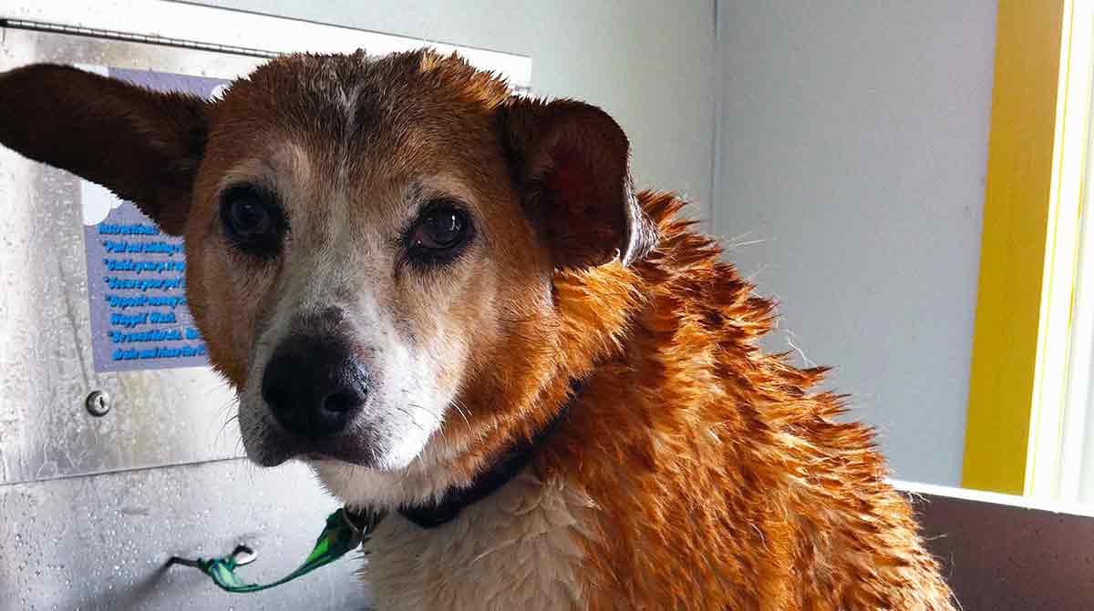 dog bathed