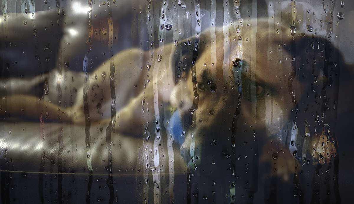 dog behind a rainy window