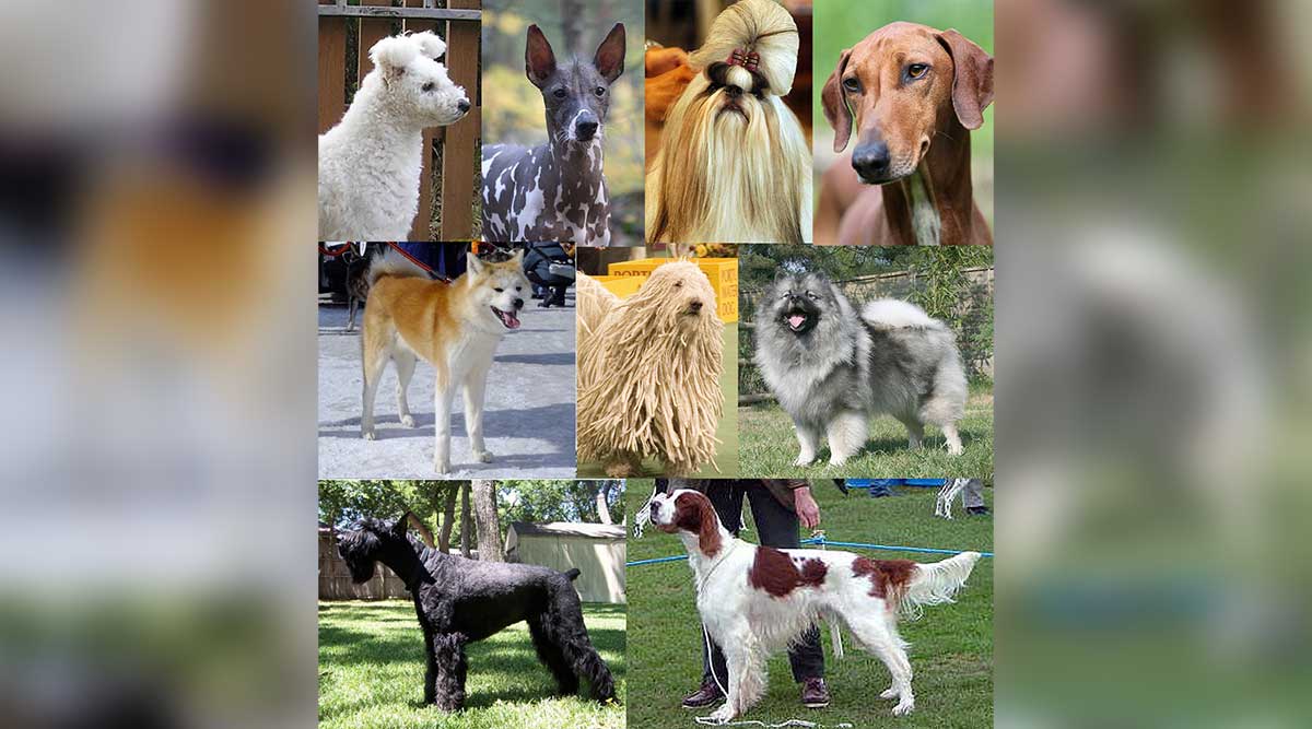 dog coat types