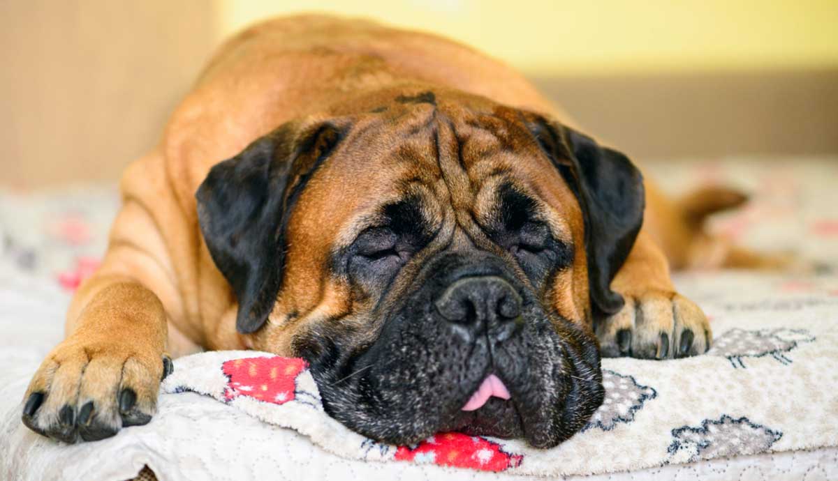 Dog Depression 101: Symptoms and Treatment