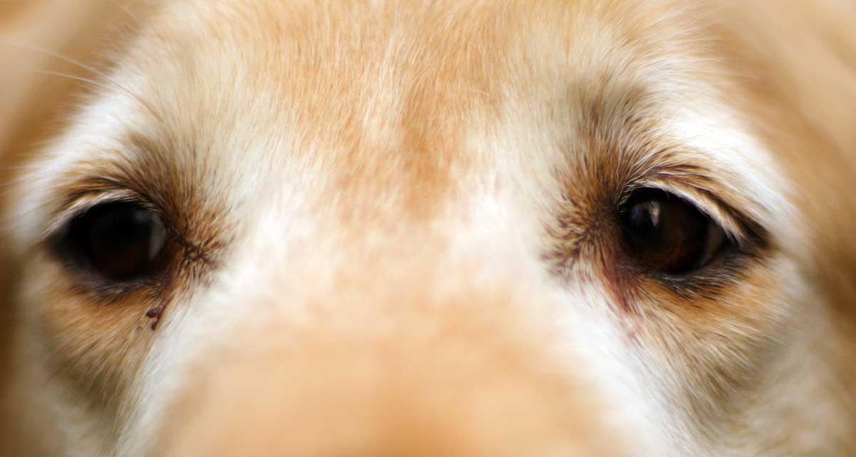 dog eyes