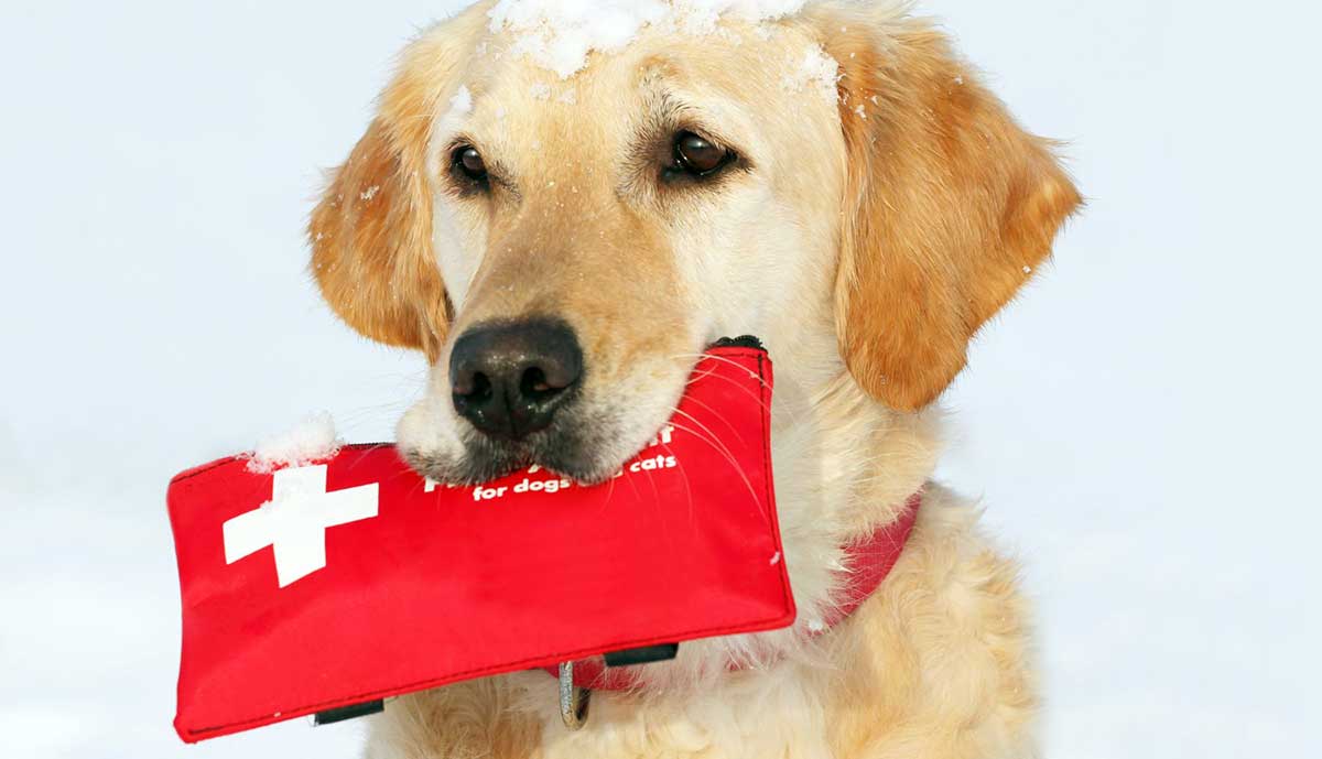 dog first aid kit