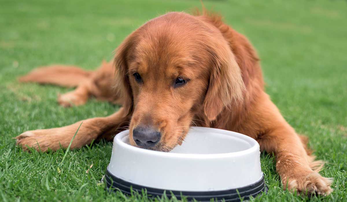 dog laying grass water