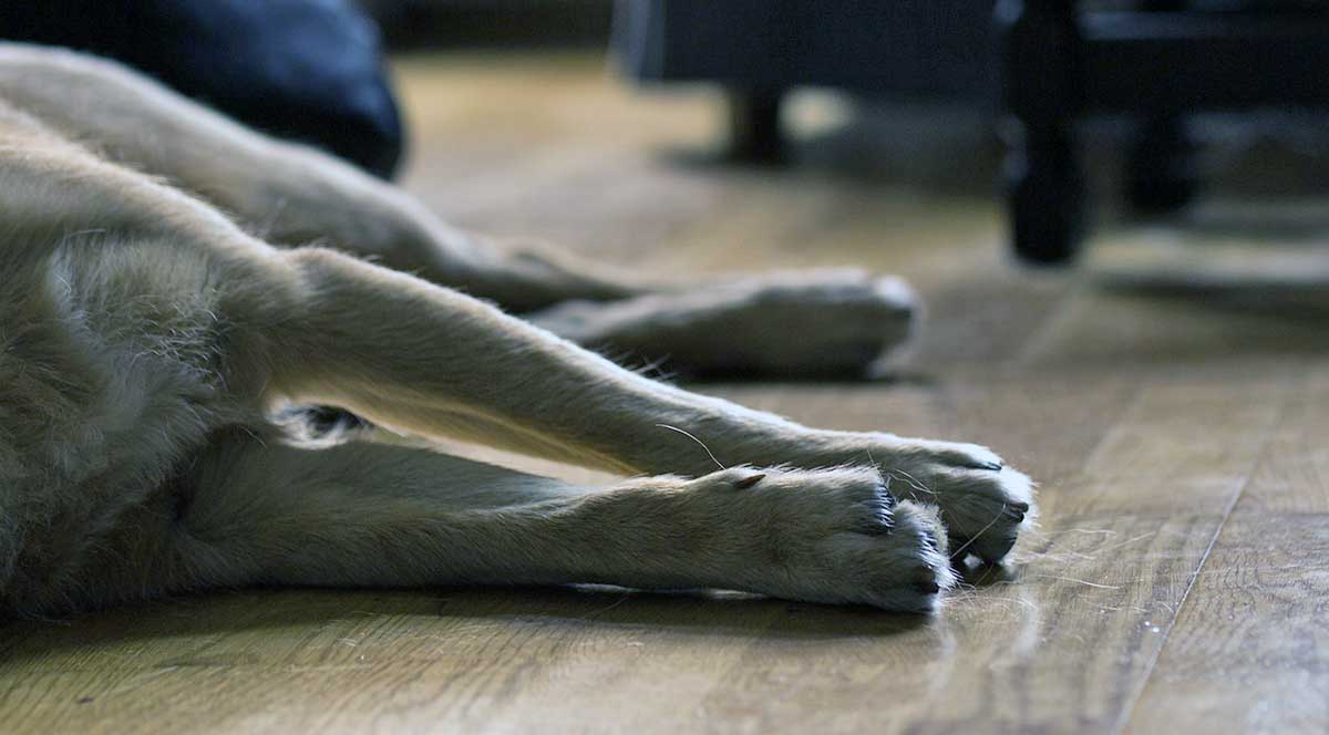 dog legs dog lay on ground