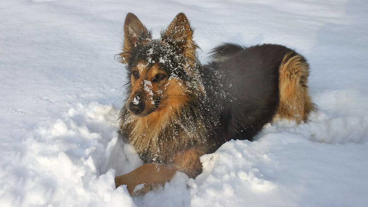 dog lying in snow