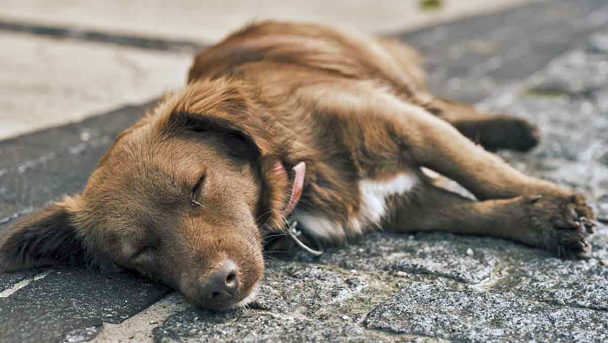 dog lying on ground