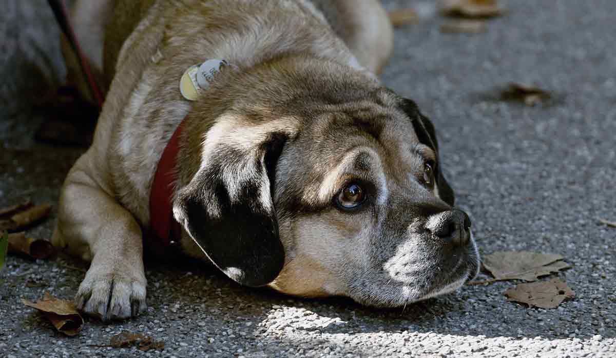 dog lying on the ground