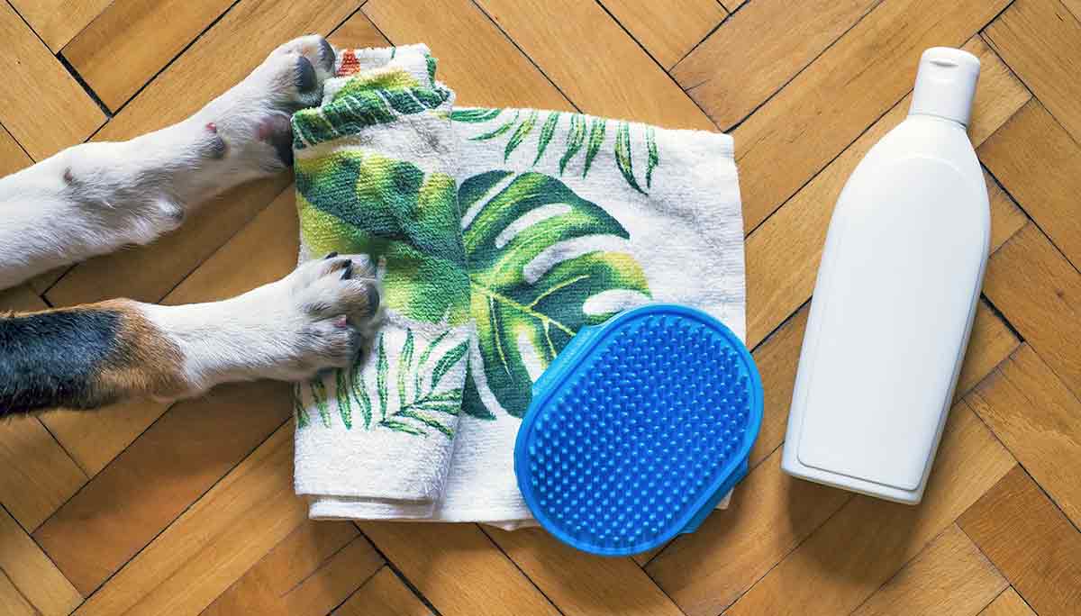 dog paws next to brush and shampoo