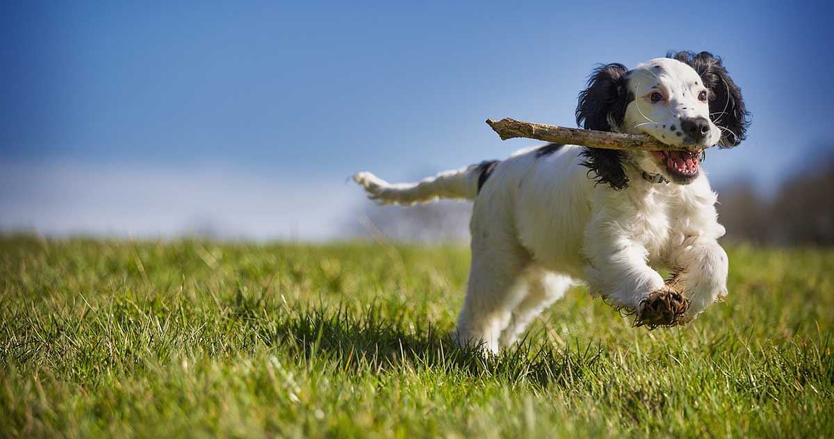 dog playing fetch with stick