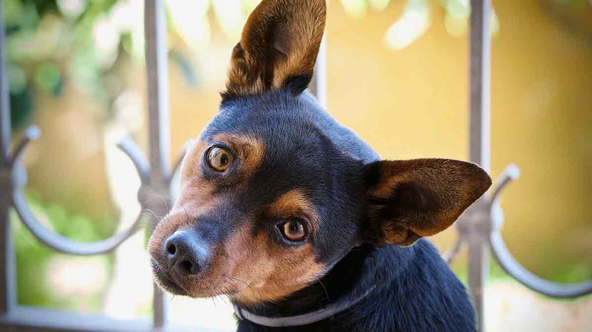dog with big ears and tilted head