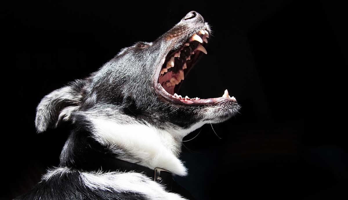 dog with open mouth baring teeth