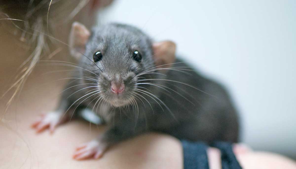 dumbo rat