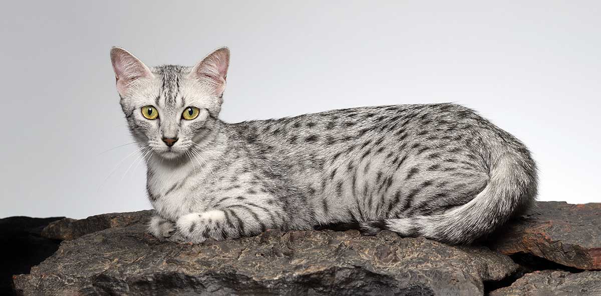 egytpian mau lying on a rock