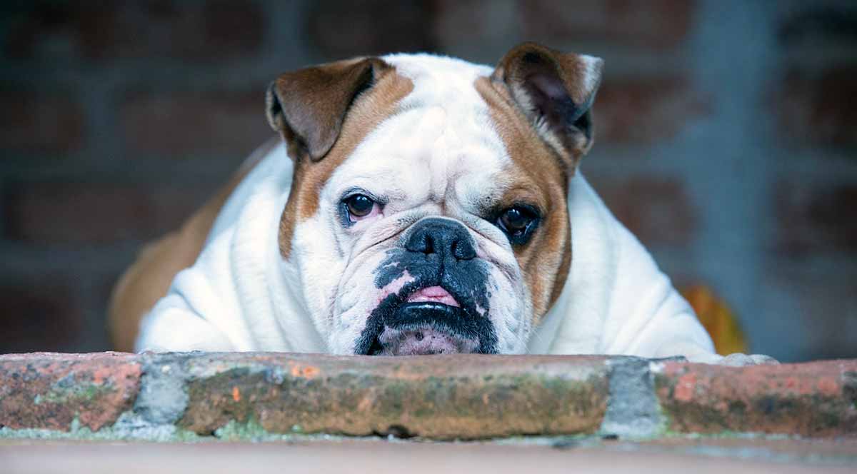english bulldog resting