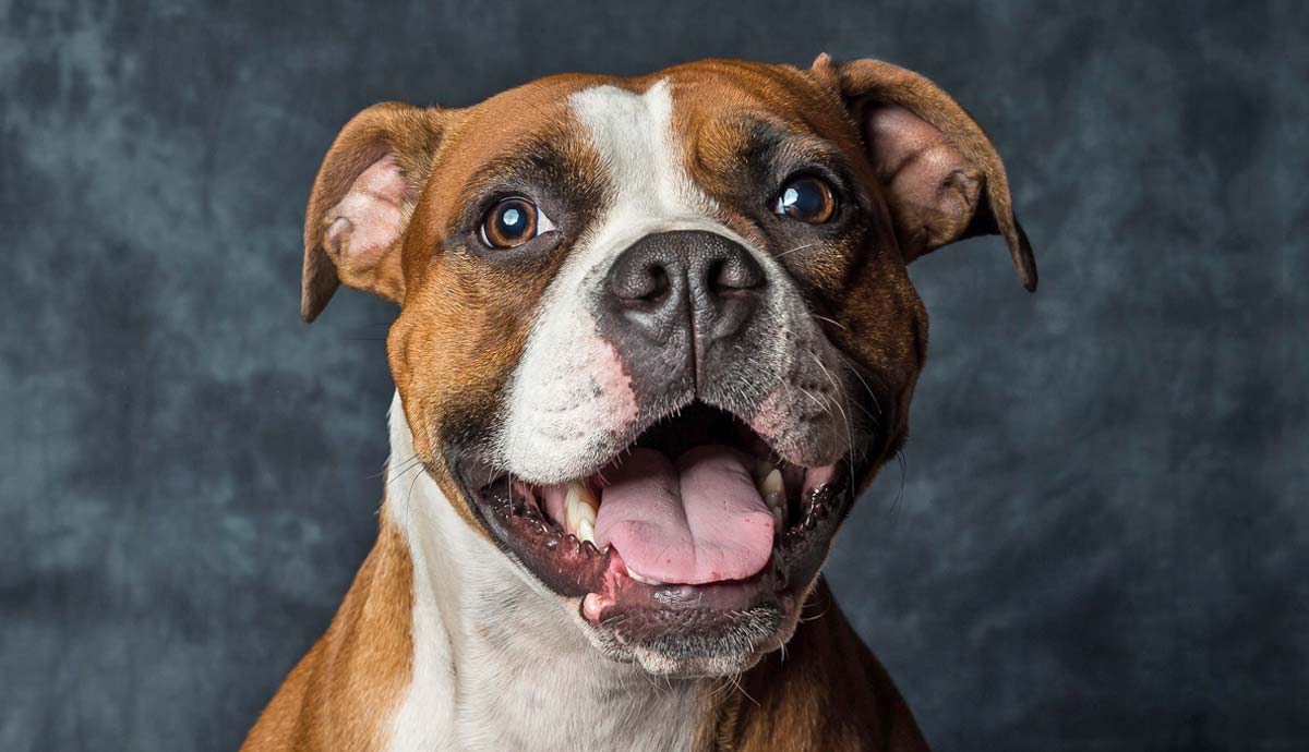 8 Essential Facts About the American Bulldog