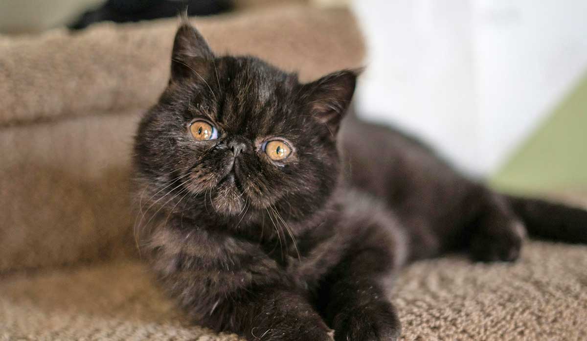 exotic shorthair black cat on gray carpet