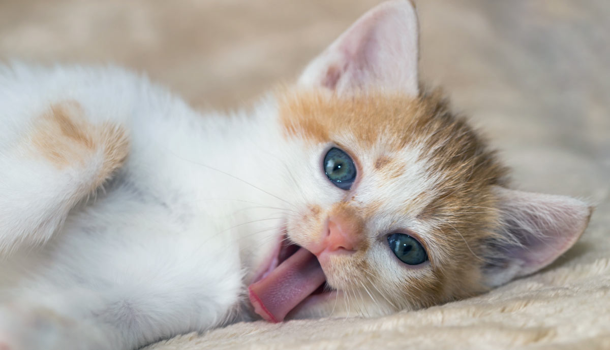 facts you didnt know about your cats tongue