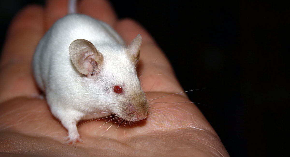 fancy mouse