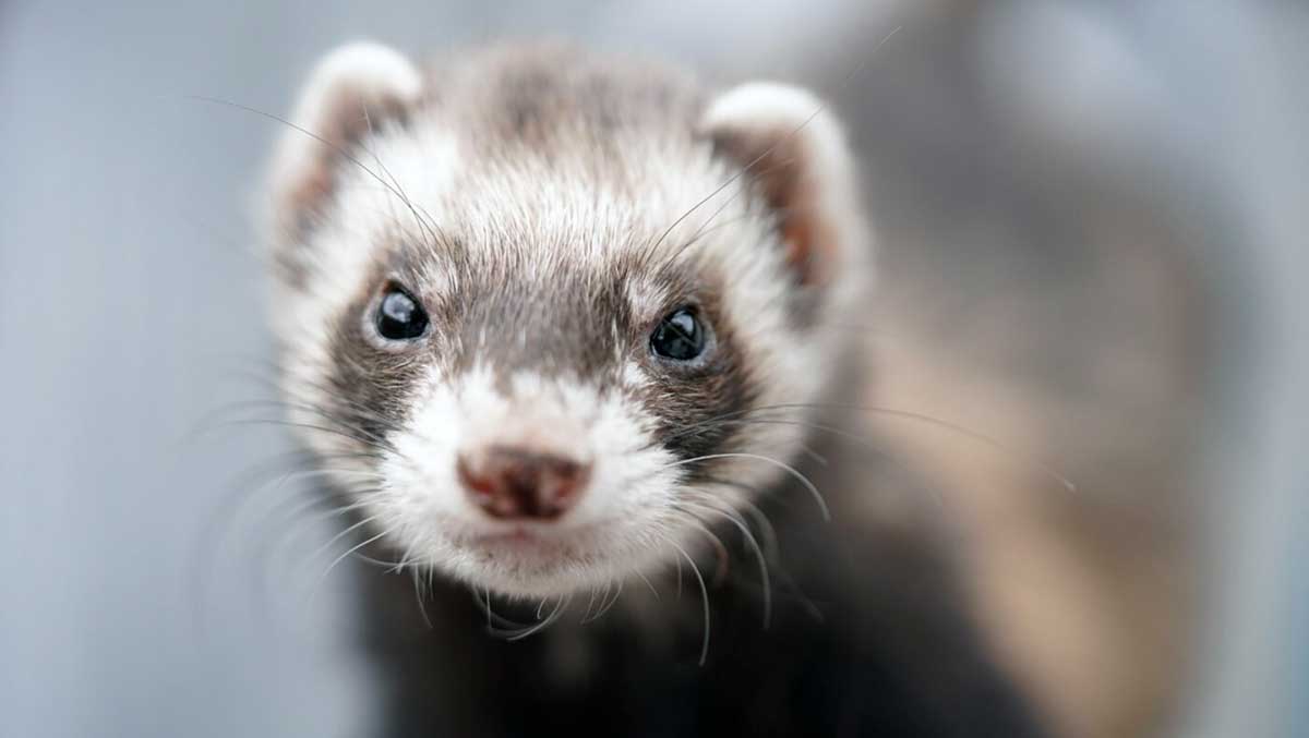 ferret closeup