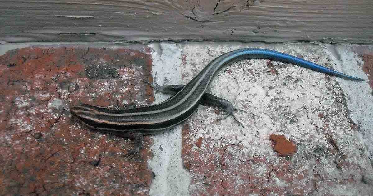 five lined skink