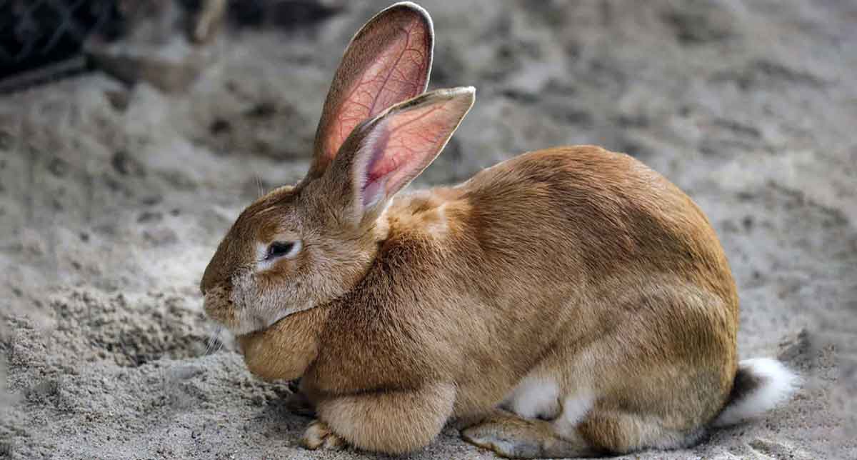flemish giant