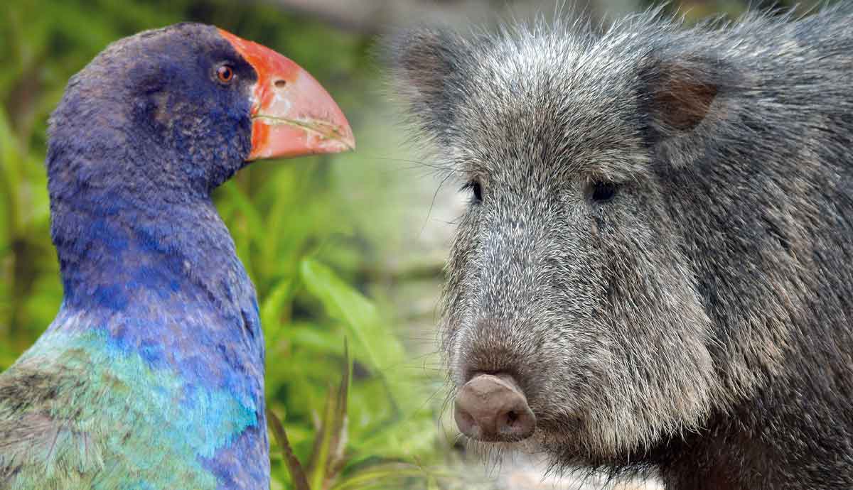 formerly extinct animals rediscovered alive