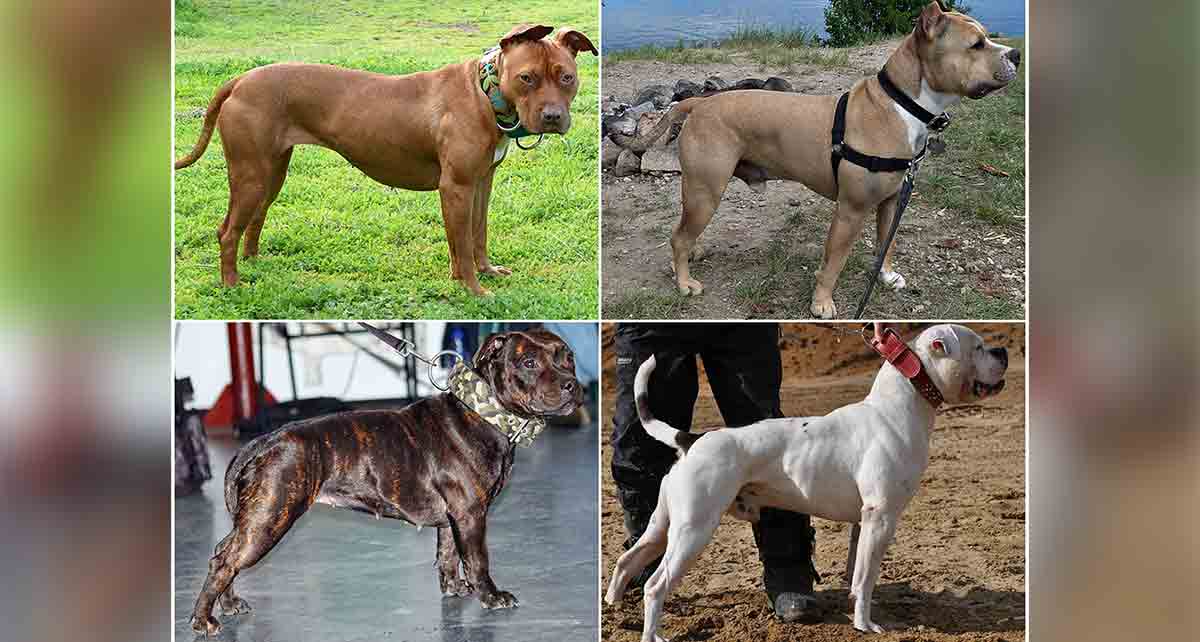 four pitbulls