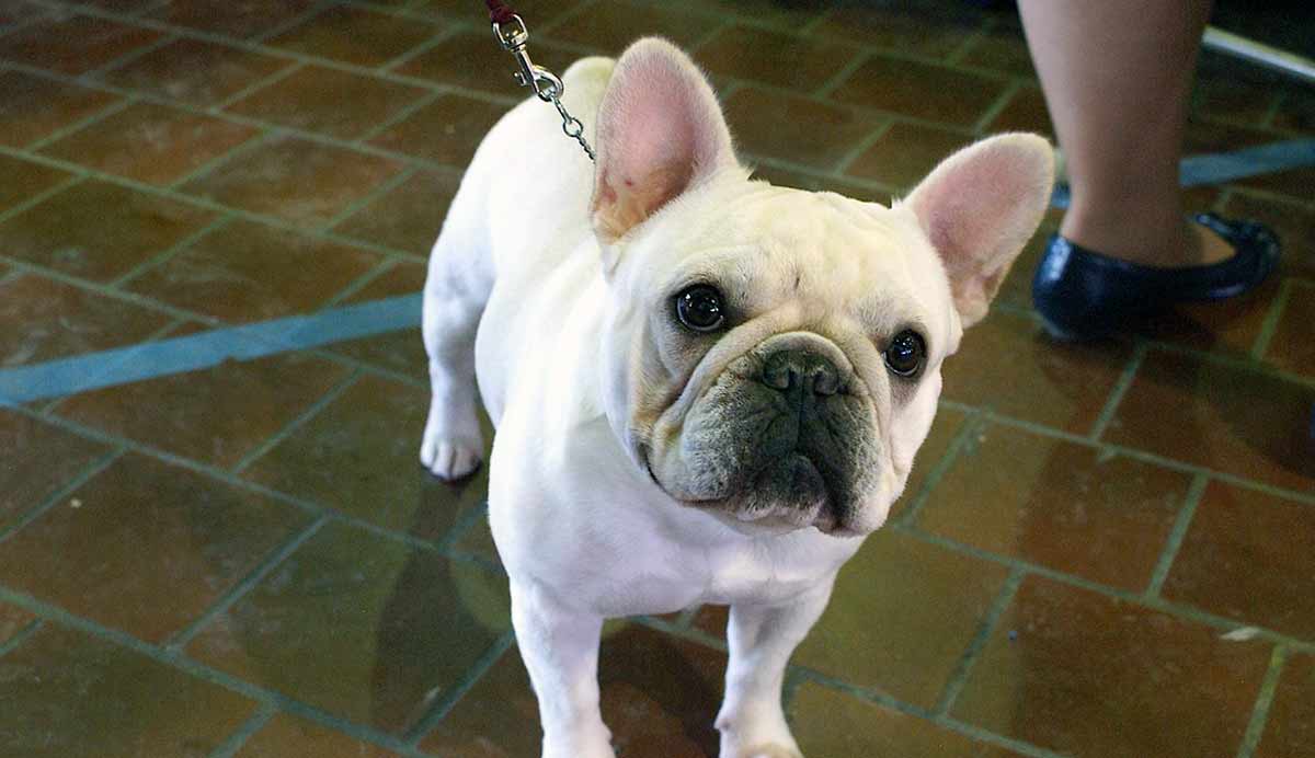 french bulldog