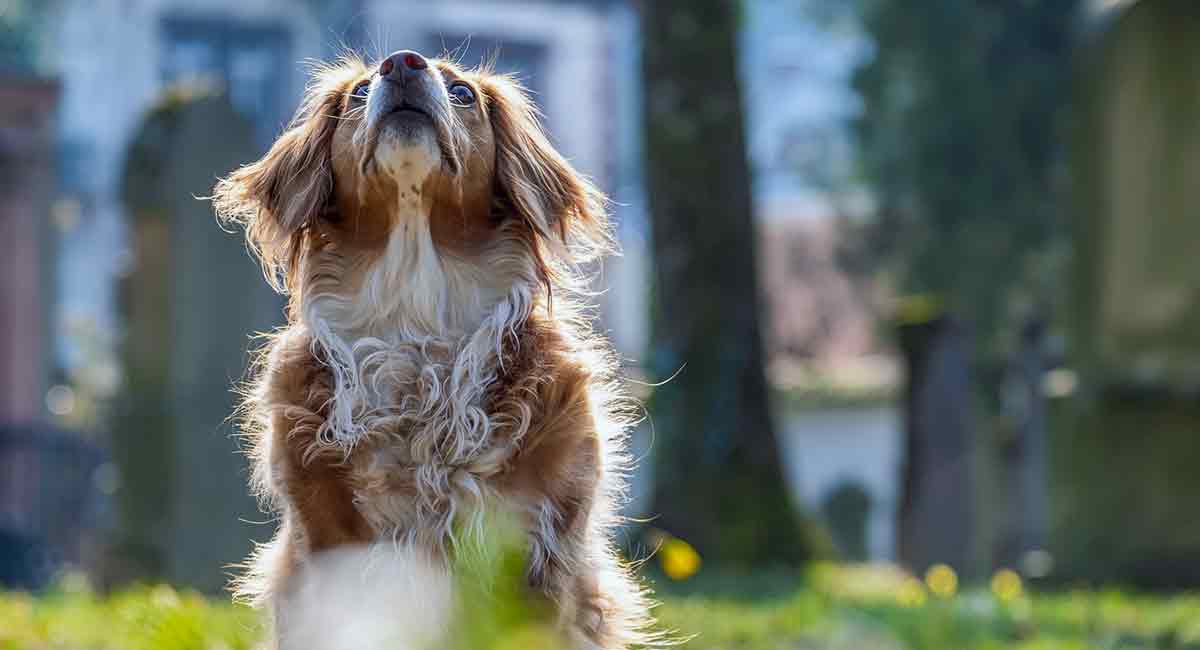furry dog outside