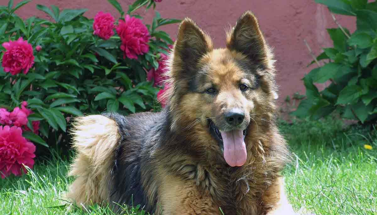 german shepherd in the garden