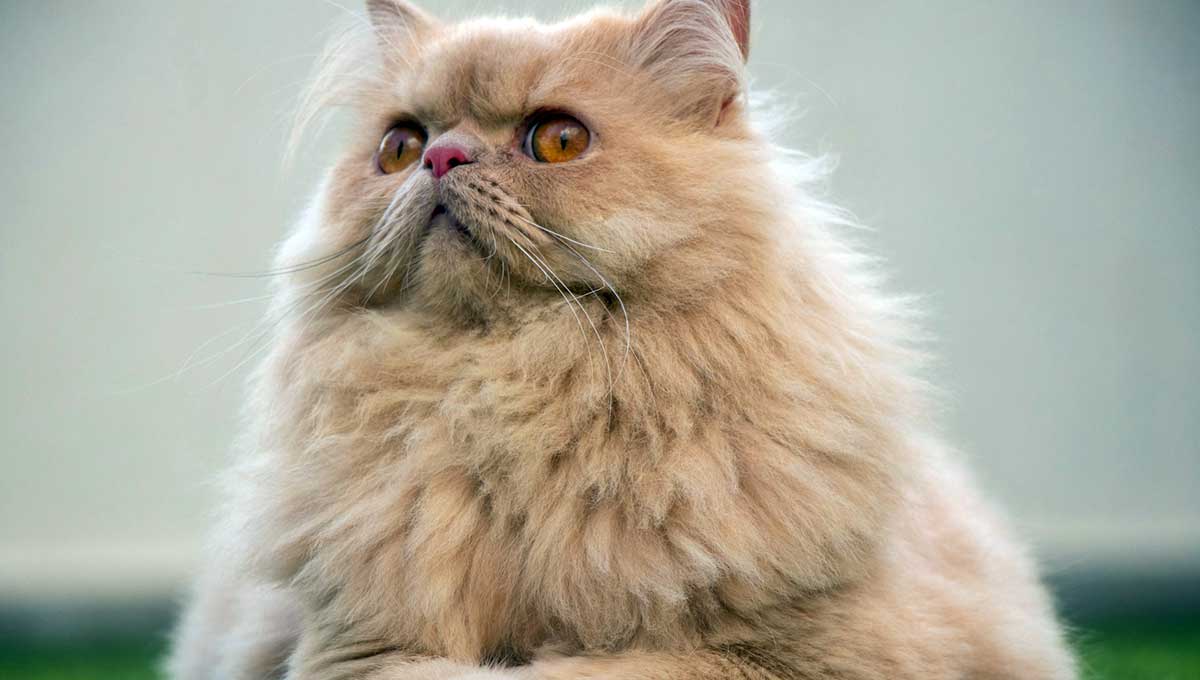 ginger Persian cat
