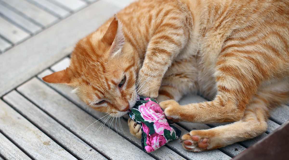 ginger cat biting toy