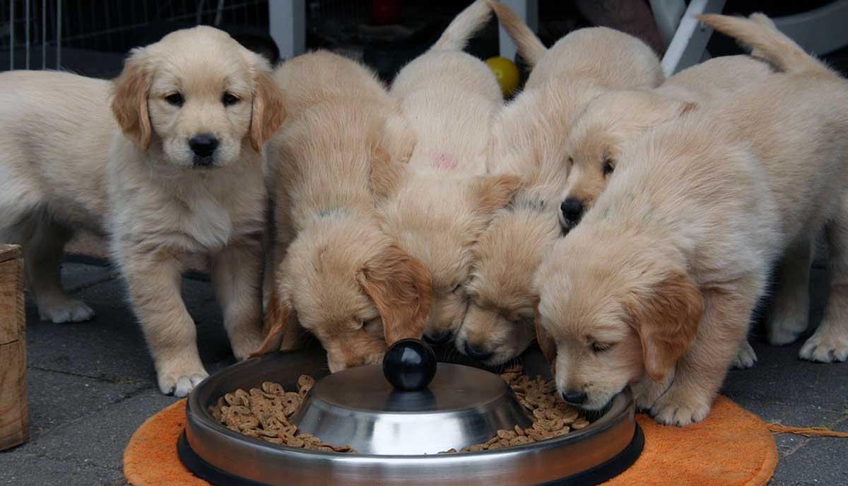 golden retriever puppies eating from food dish