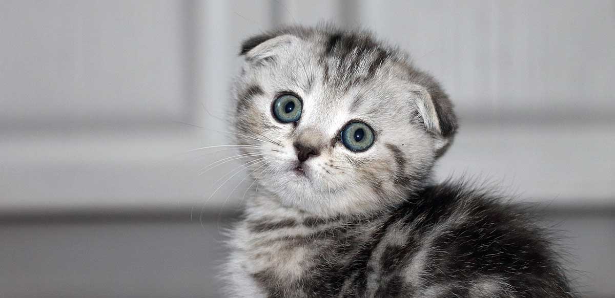 gray scottish fold kitten