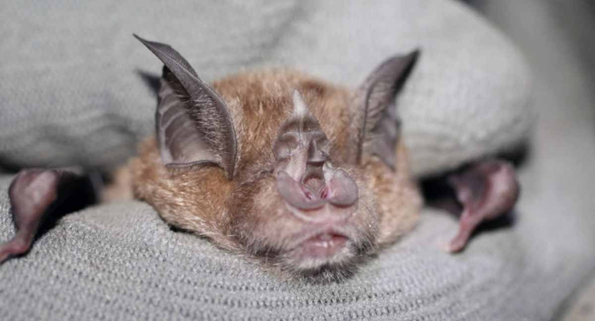 greater horseshoe bat