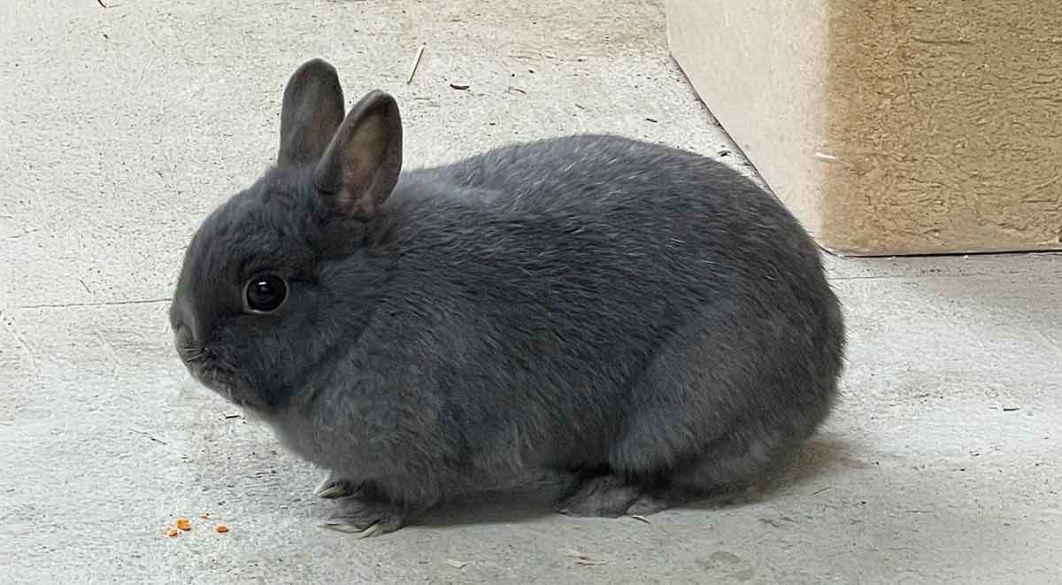 grey dwarf rabbit