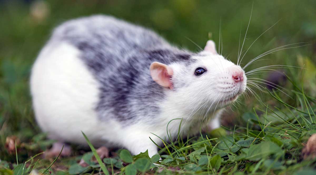 grey white rat