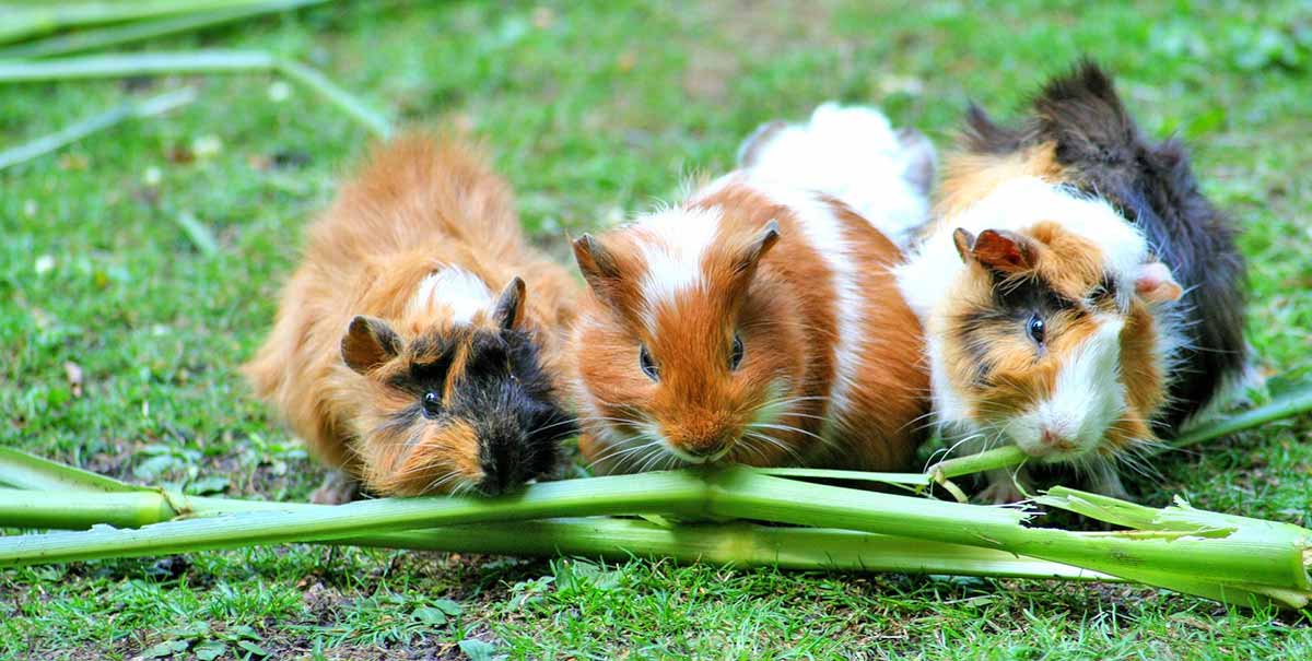 guinea pig chewing stick