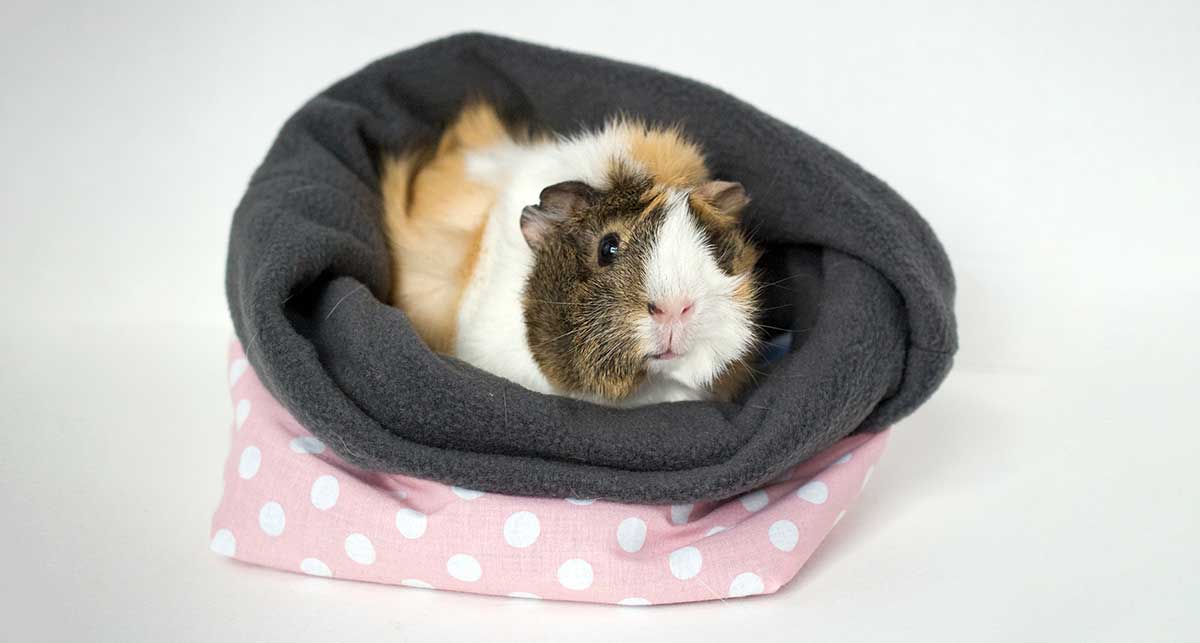 guinea pig cuddle cup