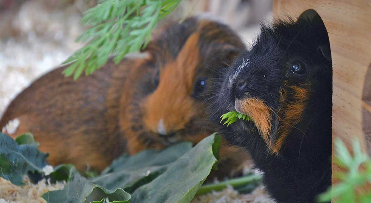 guinea pig in shelter