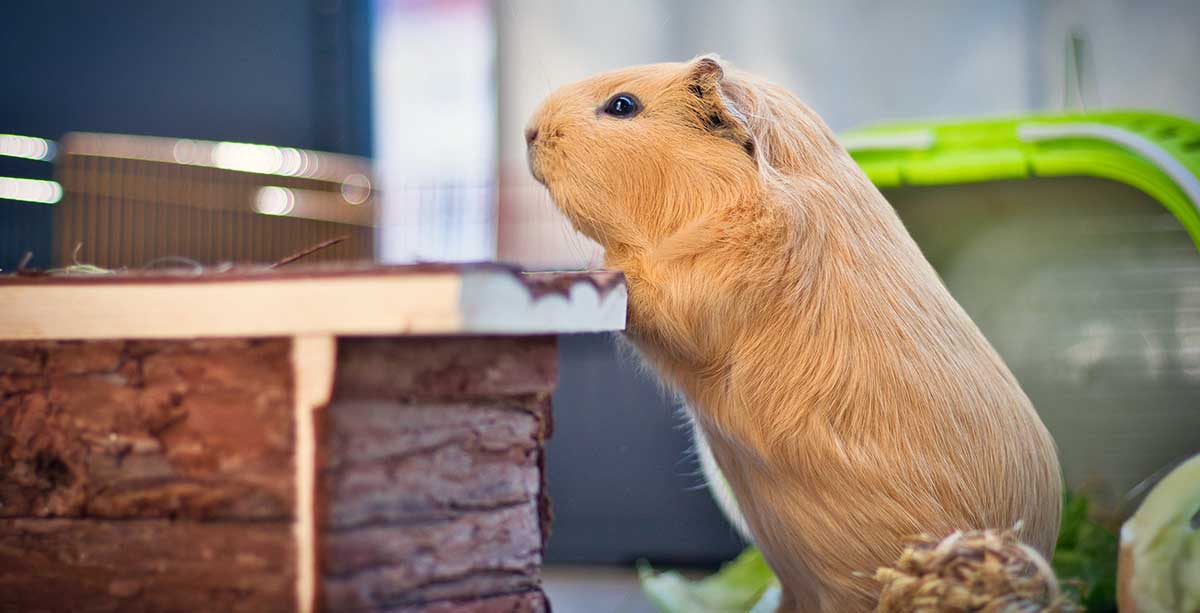 guinea pig obstacle