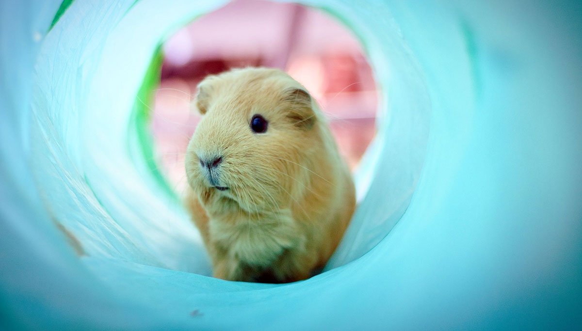 guinea pig tunnel