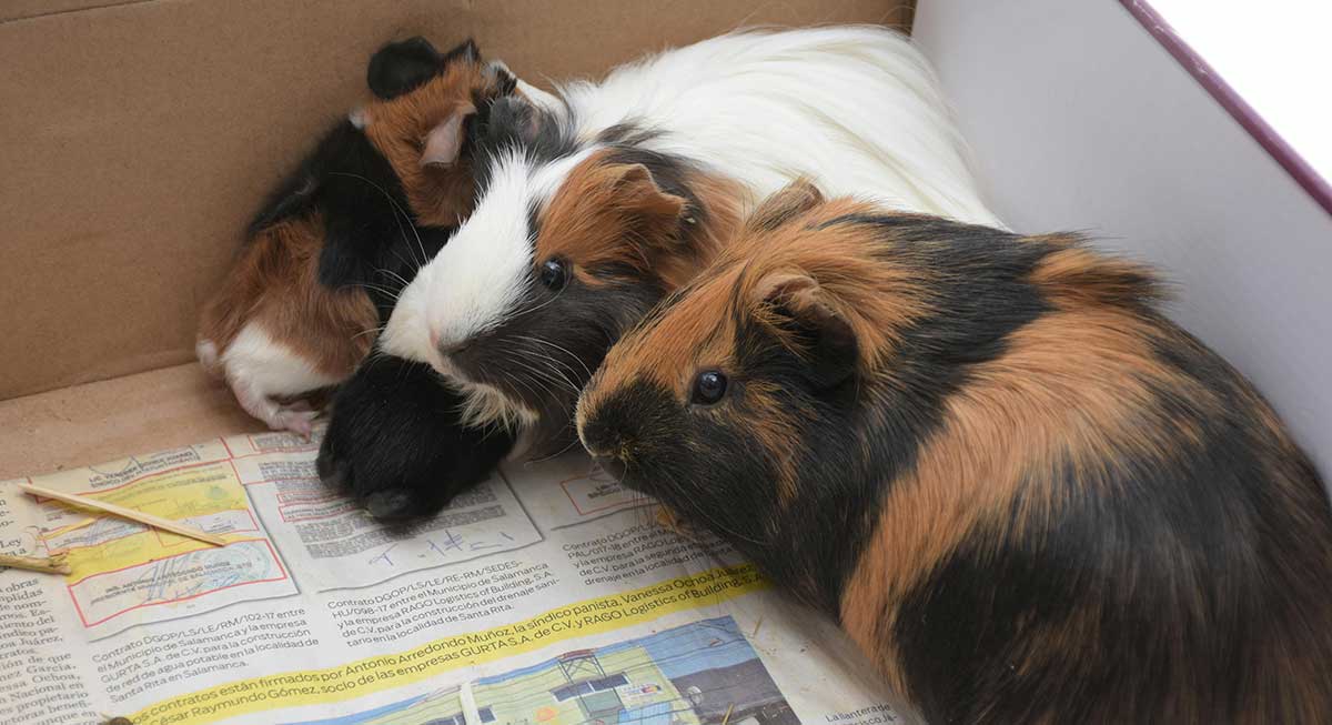 guinea pigs box