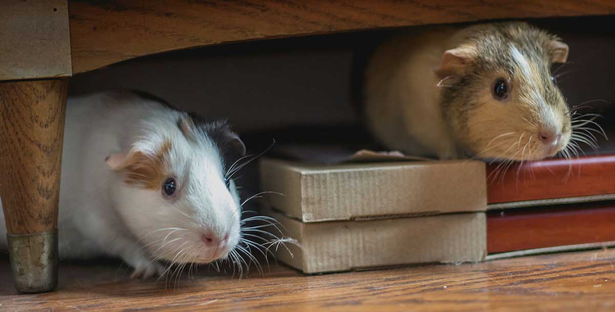 guinea pigs floortime